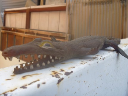 トカゲ？やもり？