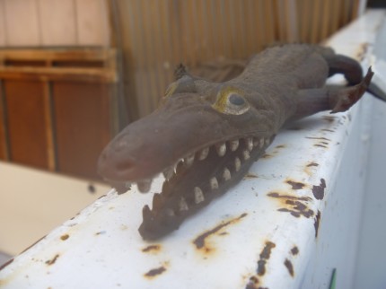 とかげ？やもり？　2