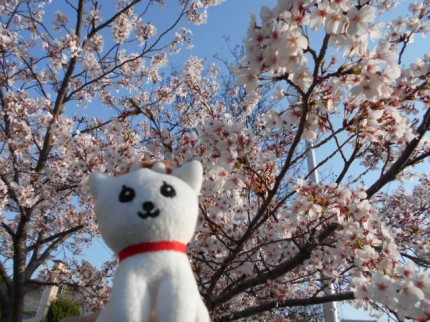 お花見マドレーヌちゃん